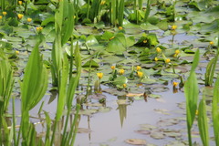 Hydrocleys martii