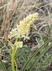 Andrena astragali