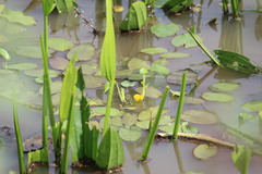 Hydrocleys martii