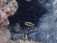 Thalassoma bifasciatum