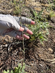 Rafinesquia californica