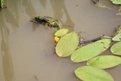 Hydrocleys martii