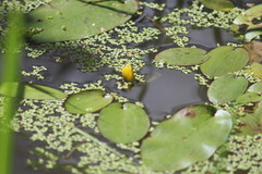 Hydrocleys martii
