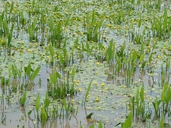 Hydrocleys martii