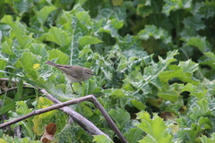 Phylloscopus collybita