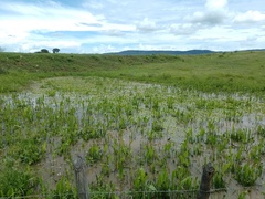 Hydrocleys martii
