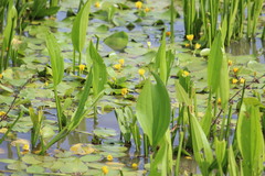 Hydrocleys martii