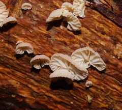 Marasmiellus affixus