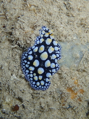 Phyllidia guamensis