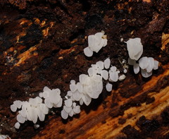 Physalacria australiensis