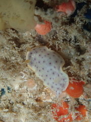 Chromodoris aspersa