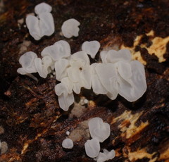 Physalacria australiensis