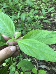 Yeatesia viridiflora