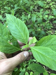 Yeatesia viridiflora