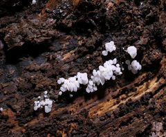 Physalacria australiensis