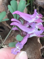 Corydalis solida
