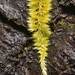 Nuttall's Homalothecium Moss - Photo no rights reserved, uploaded by Braden J. Judson
