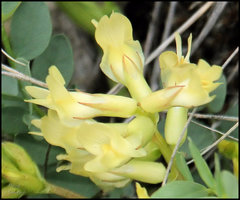 Astragalus beckwithii