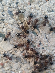 Crematogaster cerasi