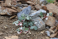 Astragalus kelseyae