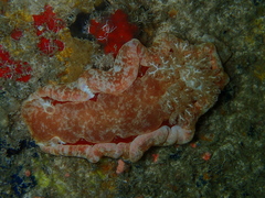 Hexabranchus sanguineus