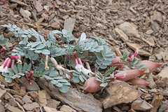 Astragalus kelseyae