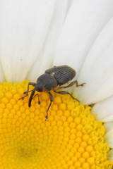 Odontocorynus