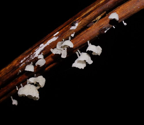 Tetrapyrgos olivaceonigra image