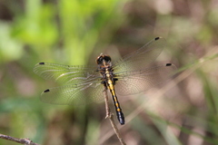 Leucorrhinia intacta