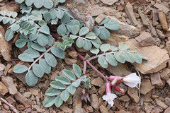 Astragalus kelseyae