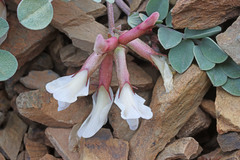 Astragalus kelseyae