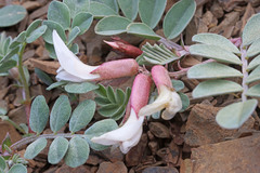 Astragalus kelseyae
