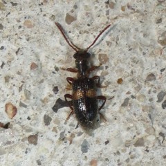 Cymatodera aegra