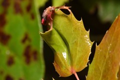 Aceria caliberberis