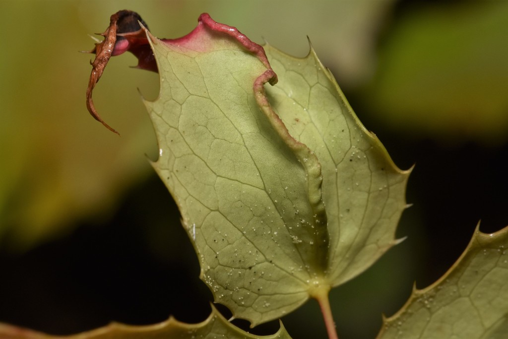 Aceria caliberberis