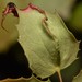 Aceria caliberberis - Photo no hay derechos reservados, subido por Braden J. Judson