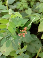 Indigofera blanchetiana