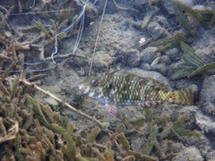 Sparisoma rubripinne
