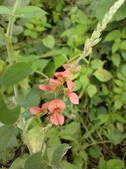 Indigofera blanchetiana
