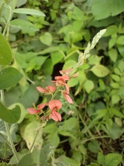 Indigofera blanchetiana