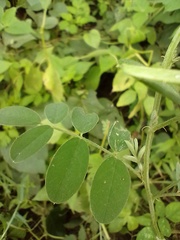 Indigofera blanchetiana