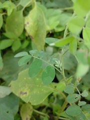Indigofera blanchetiana