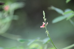 Indigofera blanchetiana
