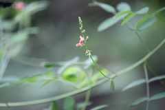 Indigofera blanchetiana