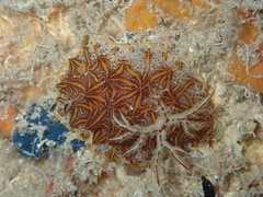 Halgerda tessellata