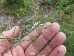 Pediomelum linearifolium