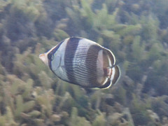 Chaetodon striatus
