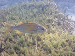 Brachygenys chrysargyrea