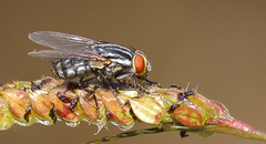 Oxysarcodexia bikini