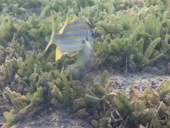 Brachygenys chrysargyrea